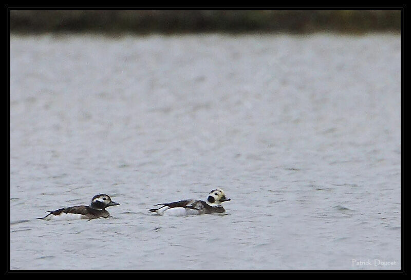 Long-tailed Duck