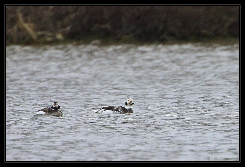 Long-tailed Duck