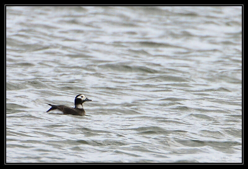 Long-tailed Duck