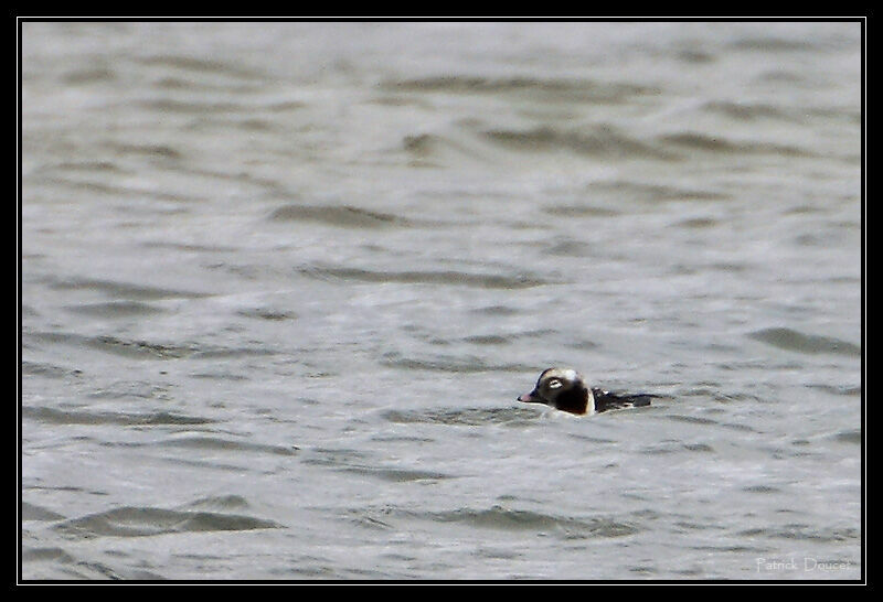 Long-tailed Duck