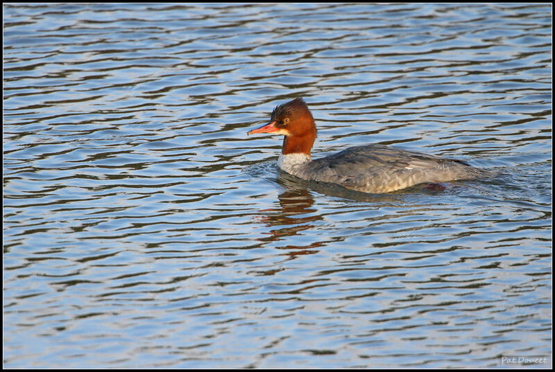 Common Merganser