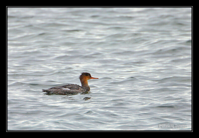 Red-breasted Merganser