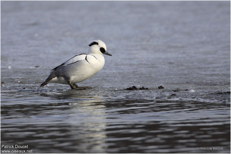 Smew male adult breeding, identification