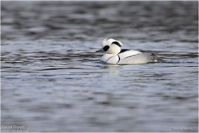 Smew, pigmentation, swimming, Behaviour