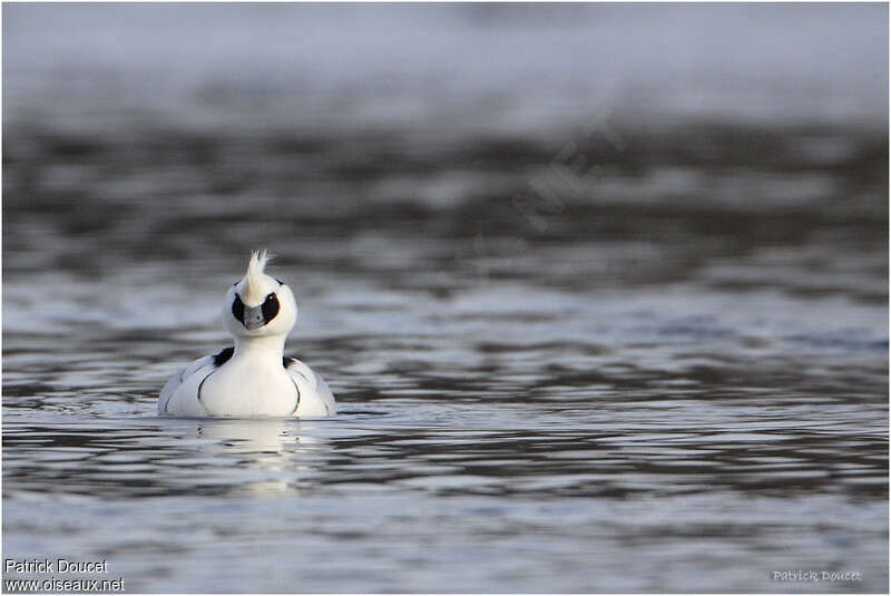 Smew male adult breeding, close-up portrait