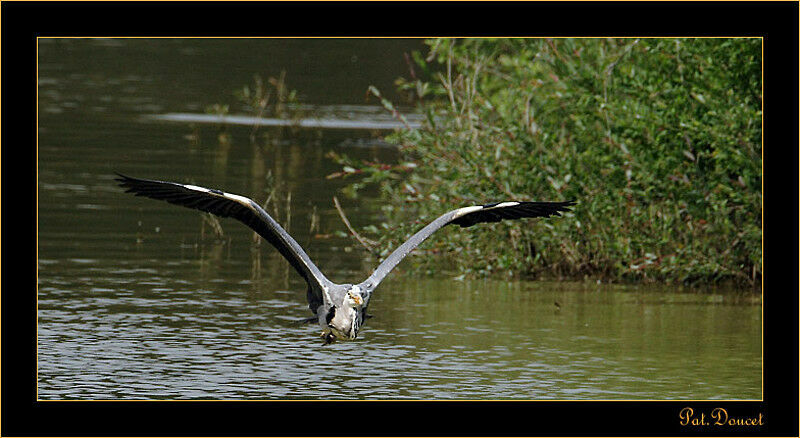 Grey Heron