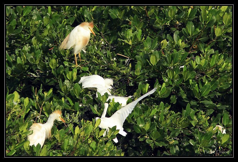 Western Cattle Egret