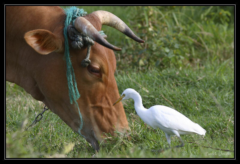 Western Cattle Egret