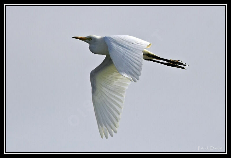 Western Cattle Egret