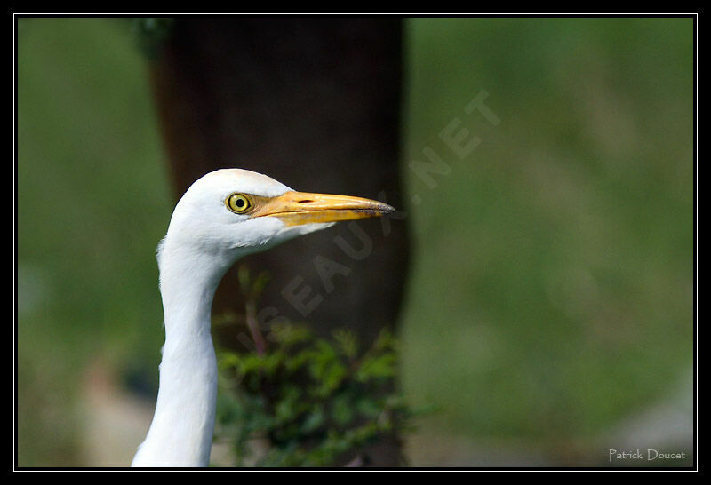 Western Cattle Egret