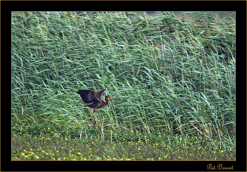 Purple Heron