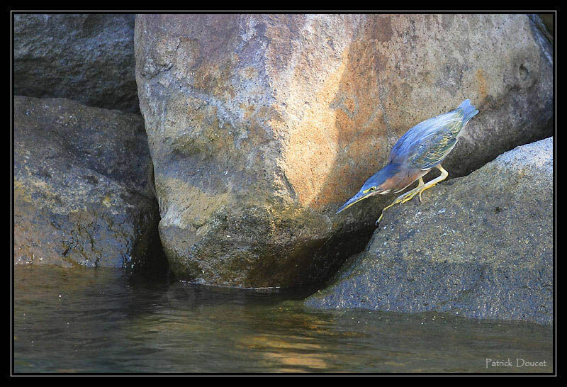 Green Heron