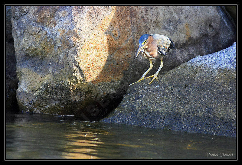 Green Heron