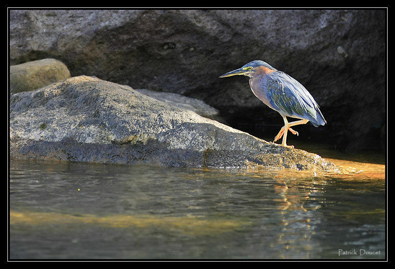 Green Heron