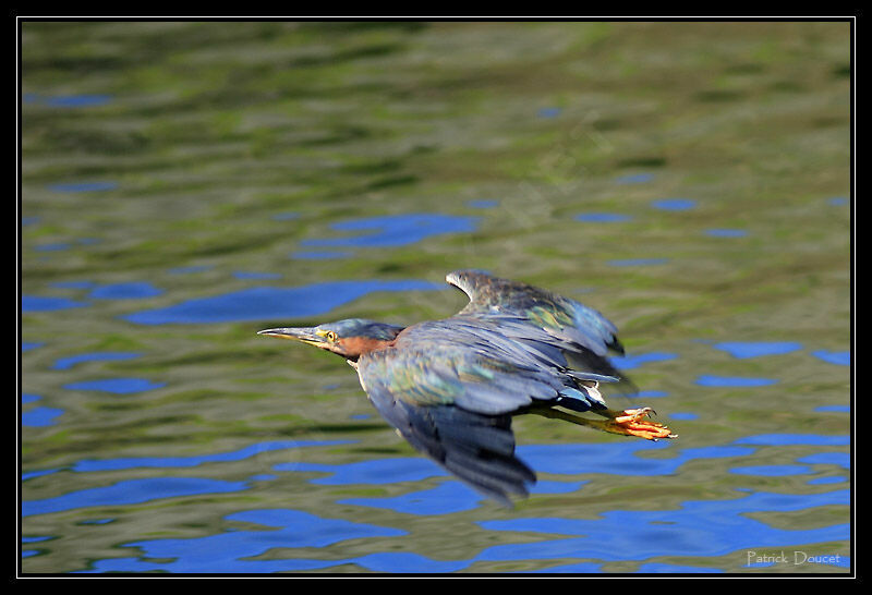 Green Heron