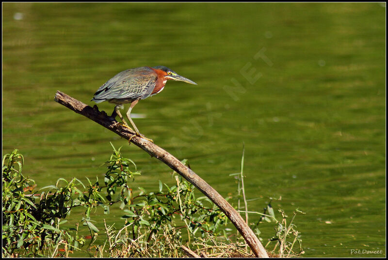 Green Heron