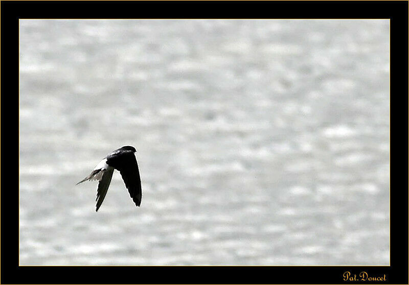 Western House Martin