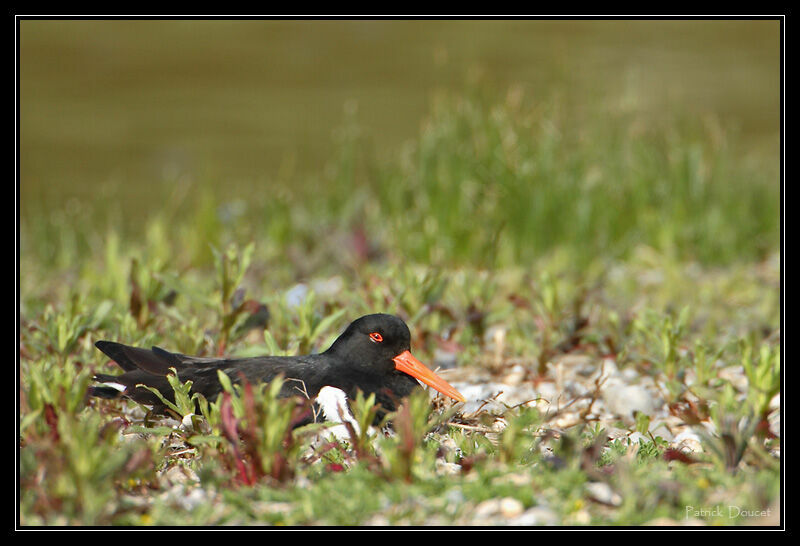 Eurasian Oystercatcher