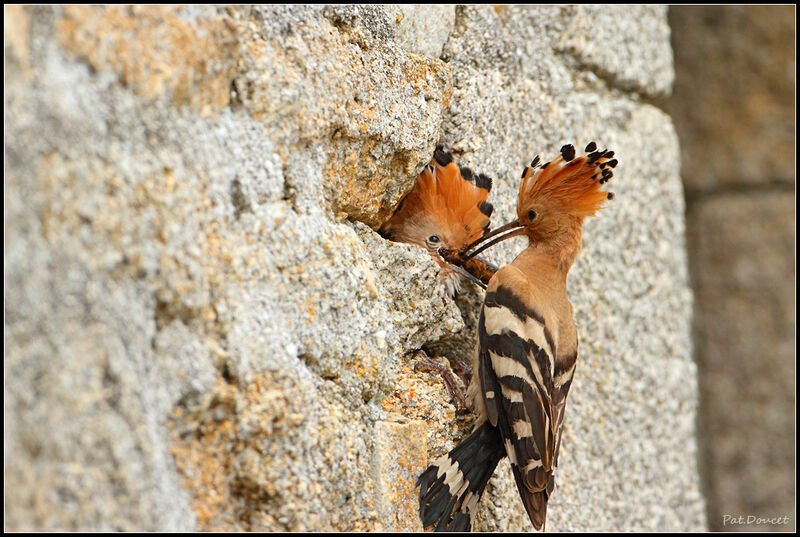 Eurasian Hoopoe