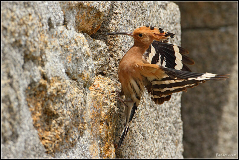 Eurasian Hoopoe