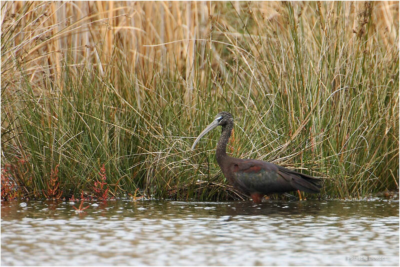 Ibis falcinelle