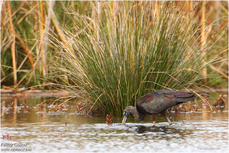 Ibis falcinelleadulte internuptial, Comportement