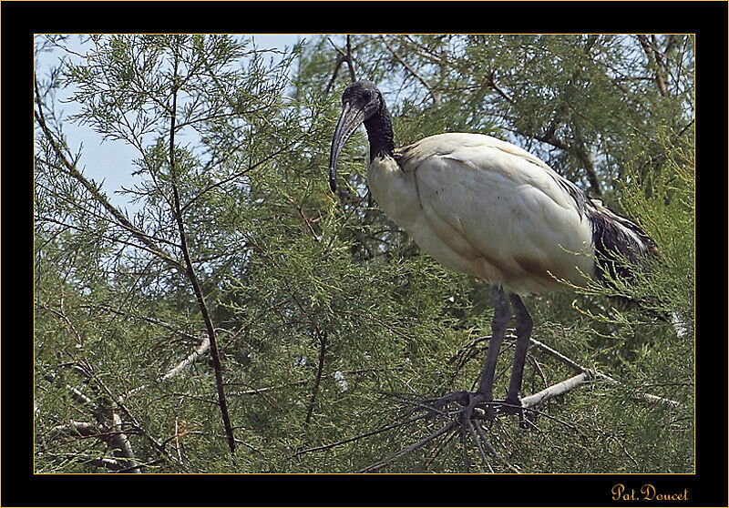 African Sacred Ibis