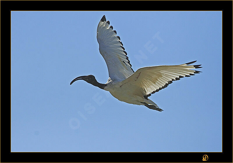 African Sacred Ibis