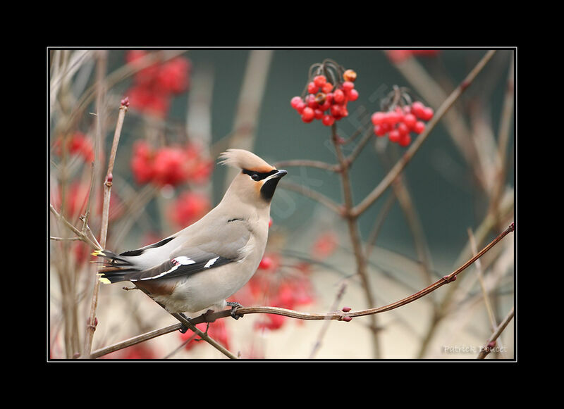 Bohemian Waxwing