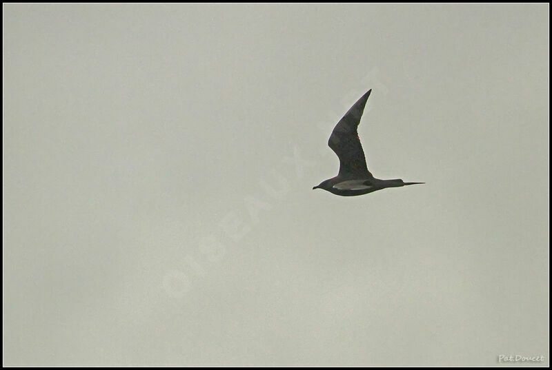 Parasitic Jaeger