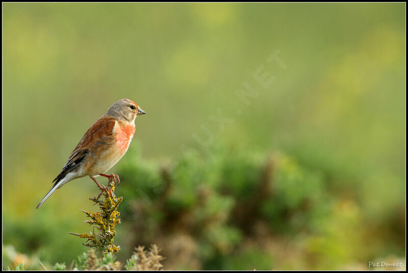 Common Linnet