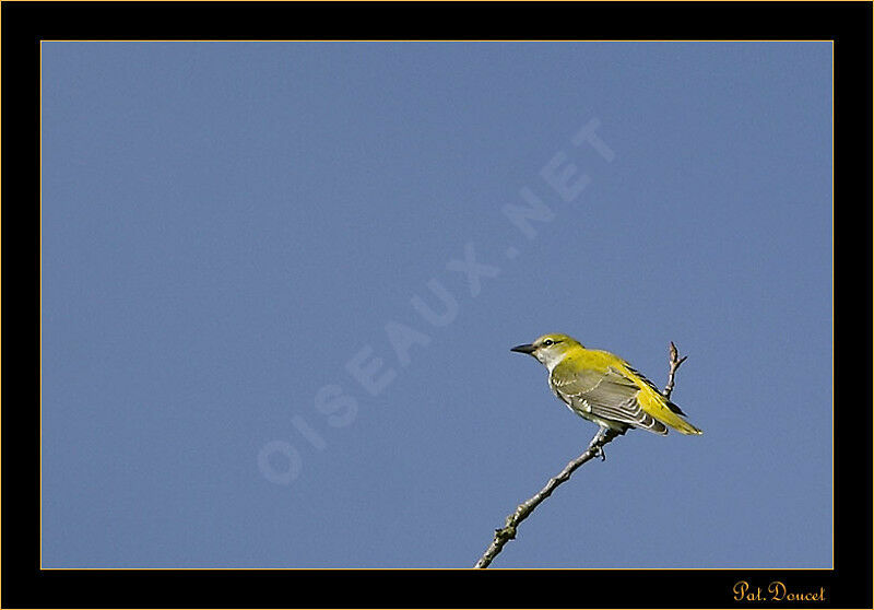 Eurasian Golden Oriole