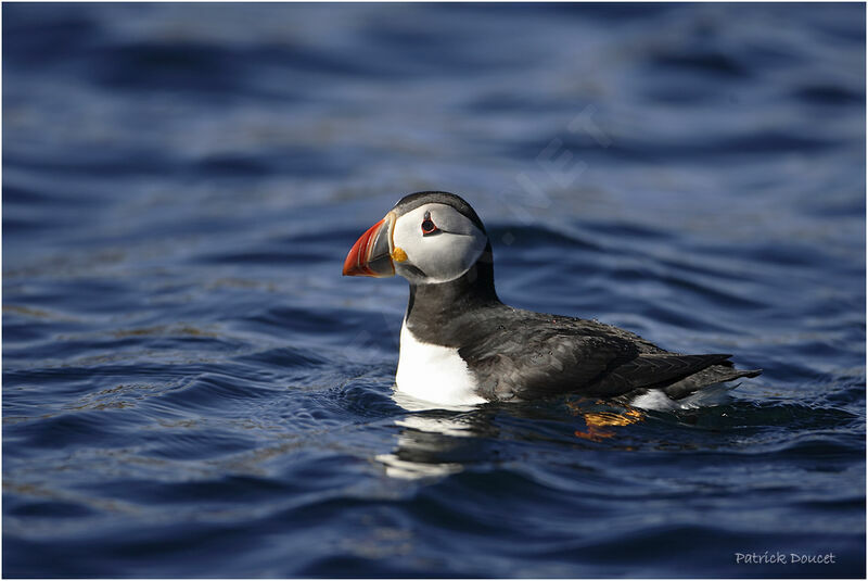 Atlantic Puffin