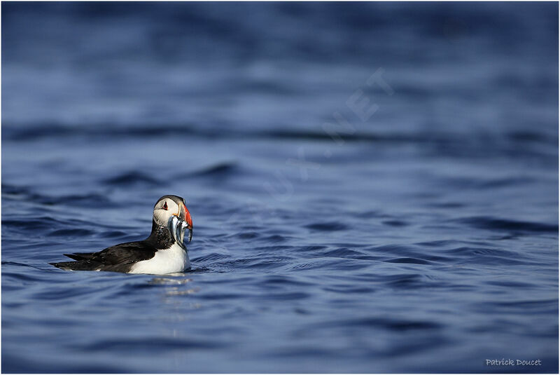 Atlantic Puffin