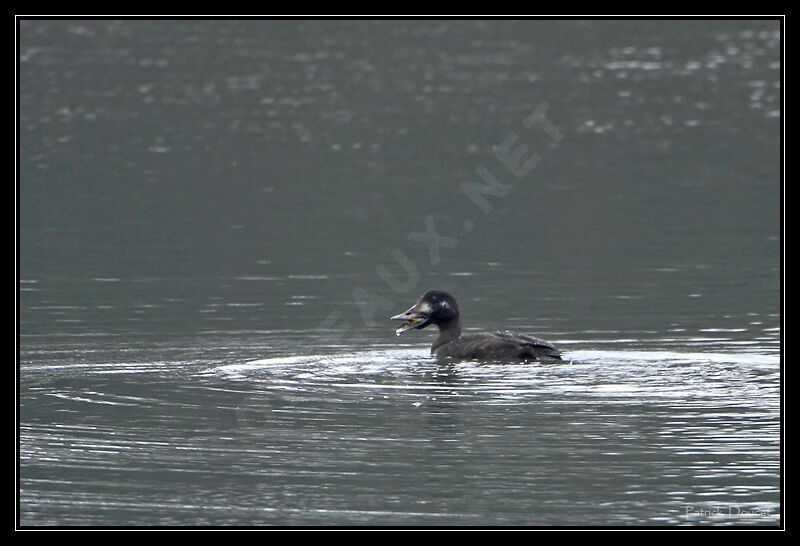 Velvet Scoter