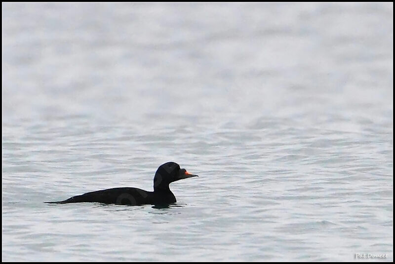 Common Scoter