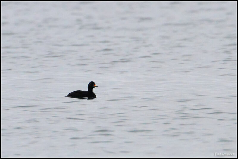 Common Scoter