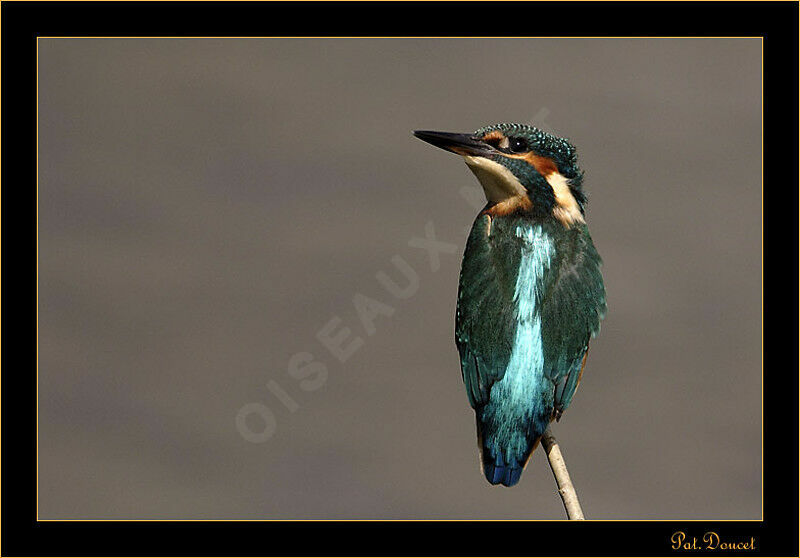 Common Kingfisher