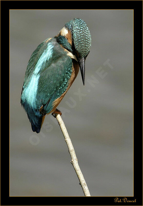 Common Kingfisher