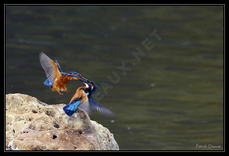 Common Kingfisher