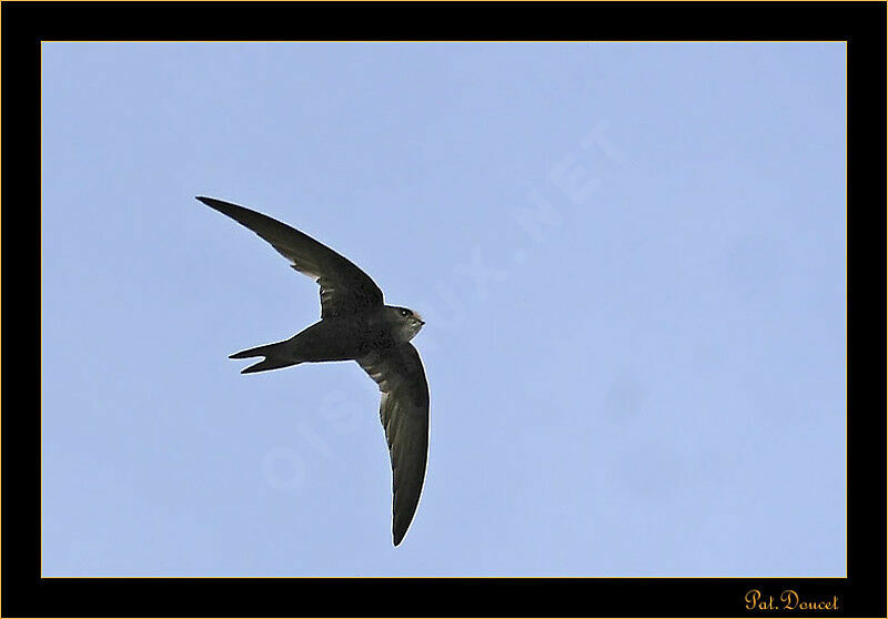 Common Swift