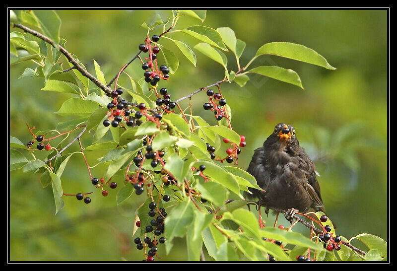 Common Blackbird