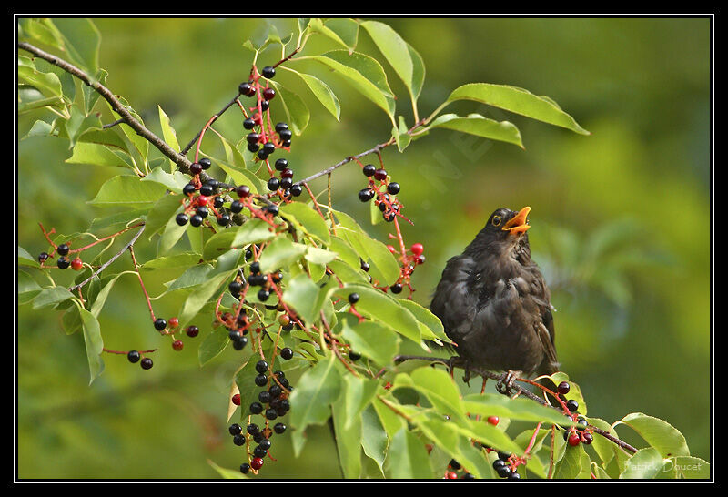 Common Blackbird