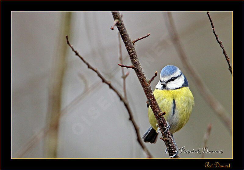 Mésange bleue