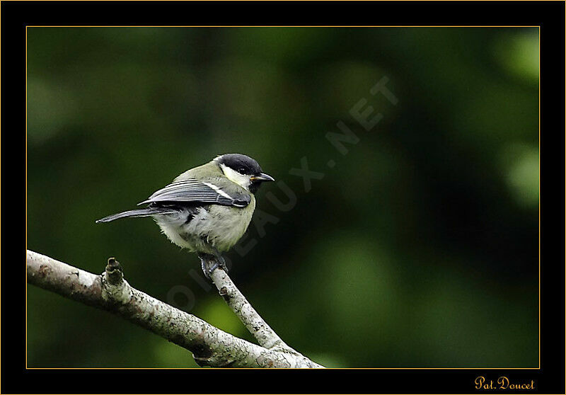 Mésange charbonnière