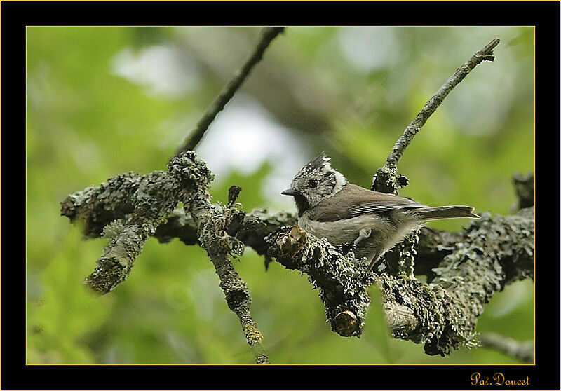 Crested Tit