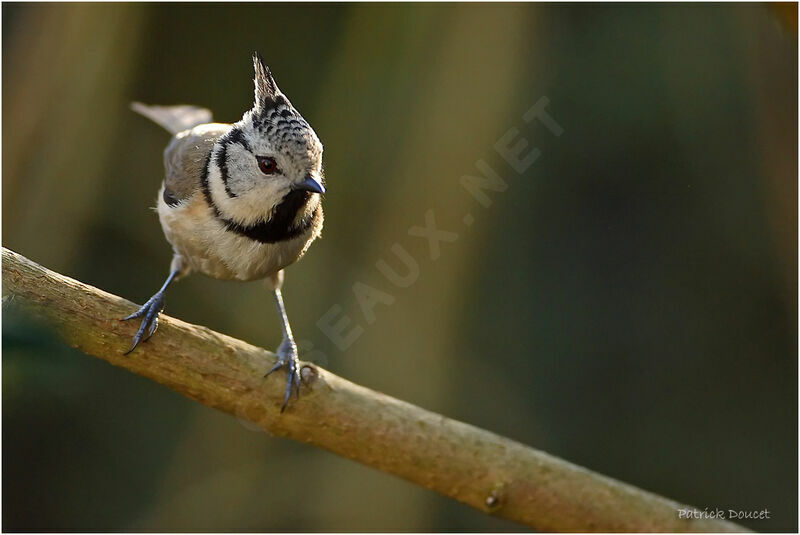 Crested Tit