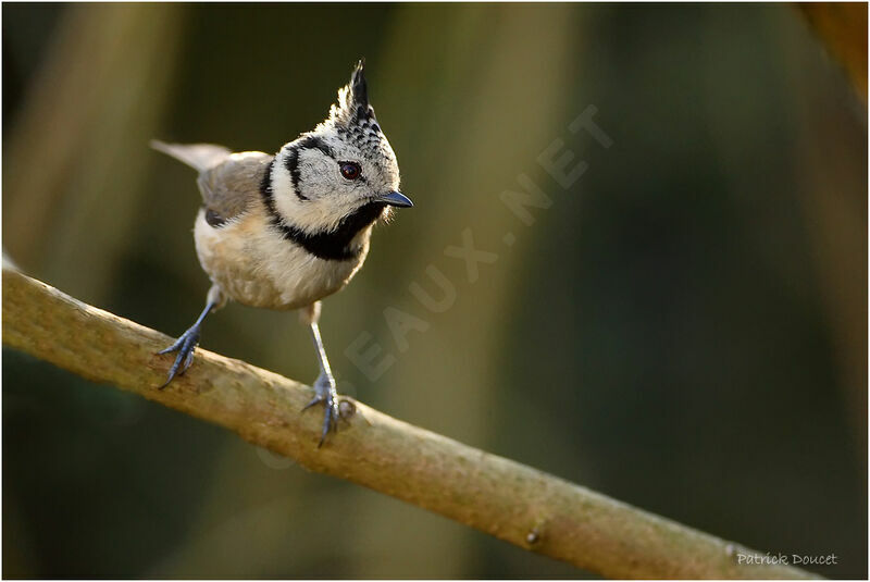 Mésange huppée