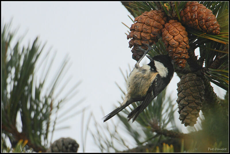 Coal Tit