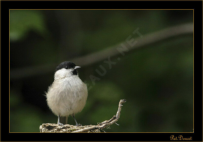 Mésange nonnette